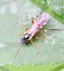 Diplazon laetatorius
